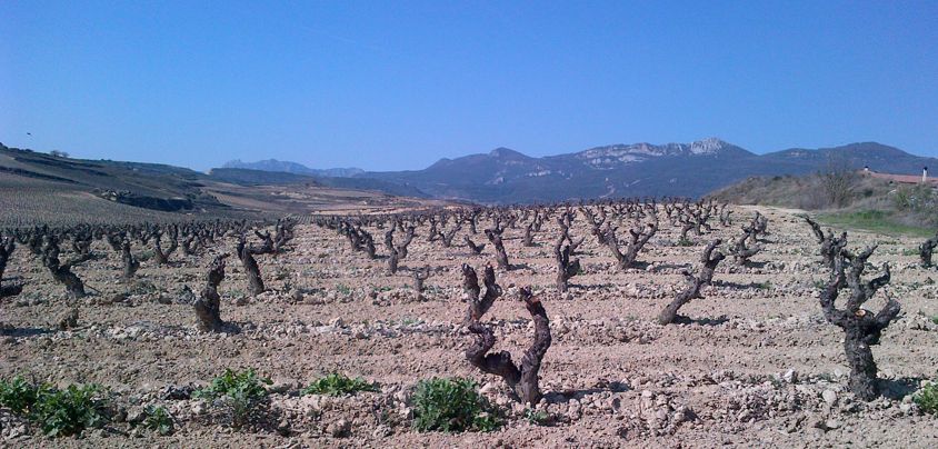 Valserrano, Vinedos y Bodegas de la Marquesa, Rioja DOCa, Weinberg im Herbst